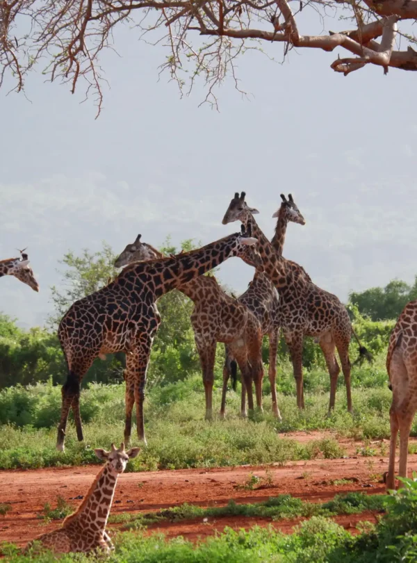 Unforgettable 11-Day Tanzania Migration Safari & Zanzibar Beach Holiday