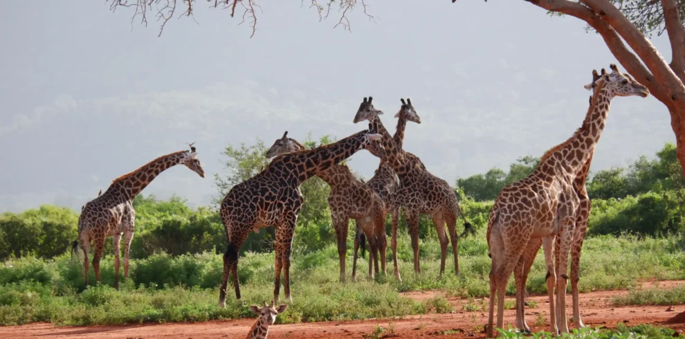 Unforgettable 11-Day Tanzania Migration Safari & Zanzibar Beach Holiday