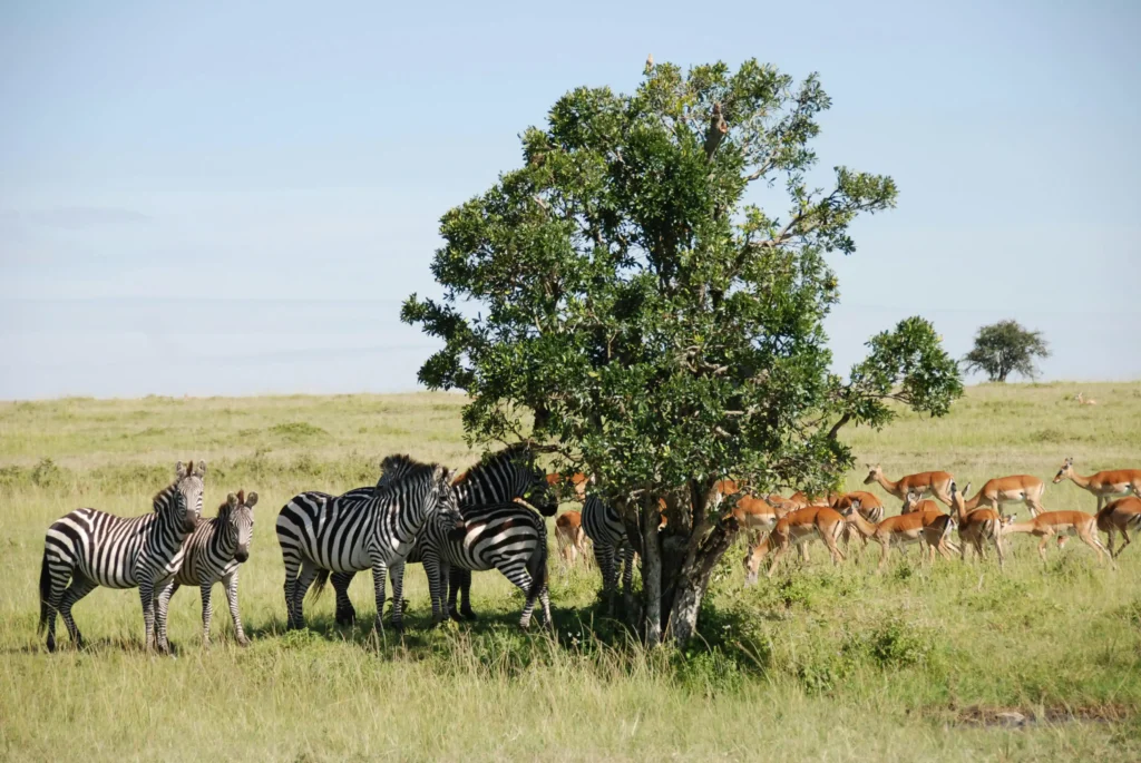 amboseli national park