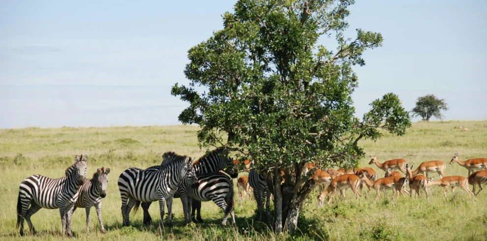 amboseli national park