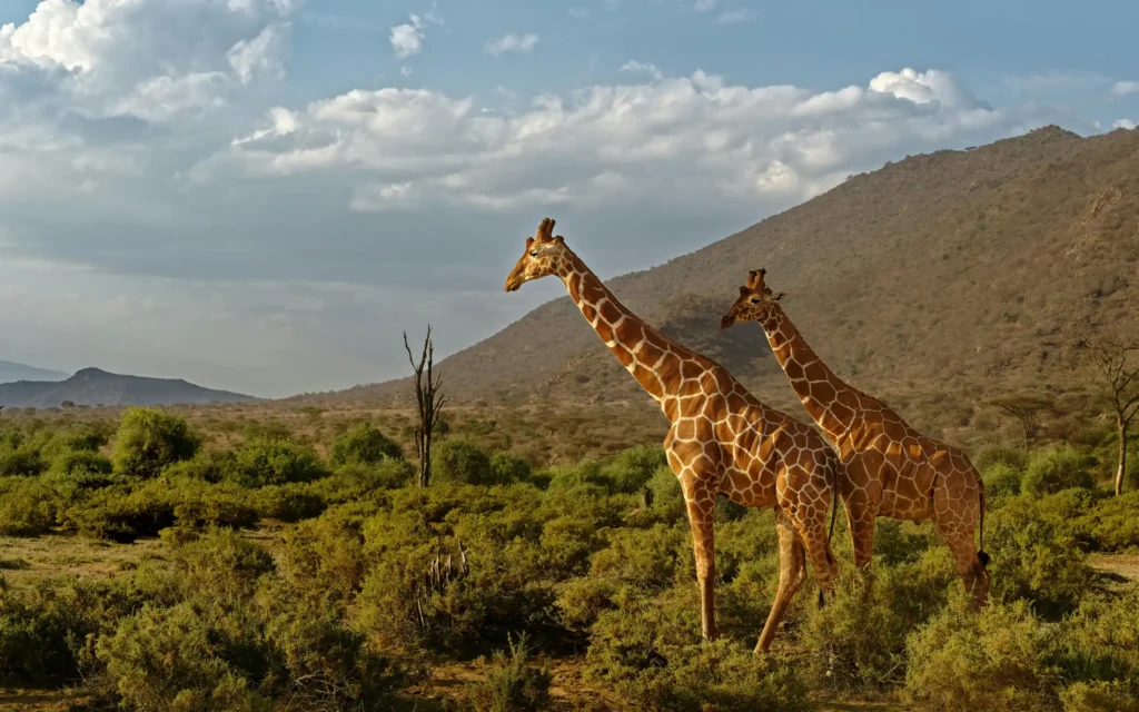 giraffes in amboseli national park
