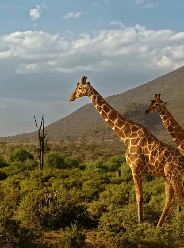 giraffes in amboseli national park