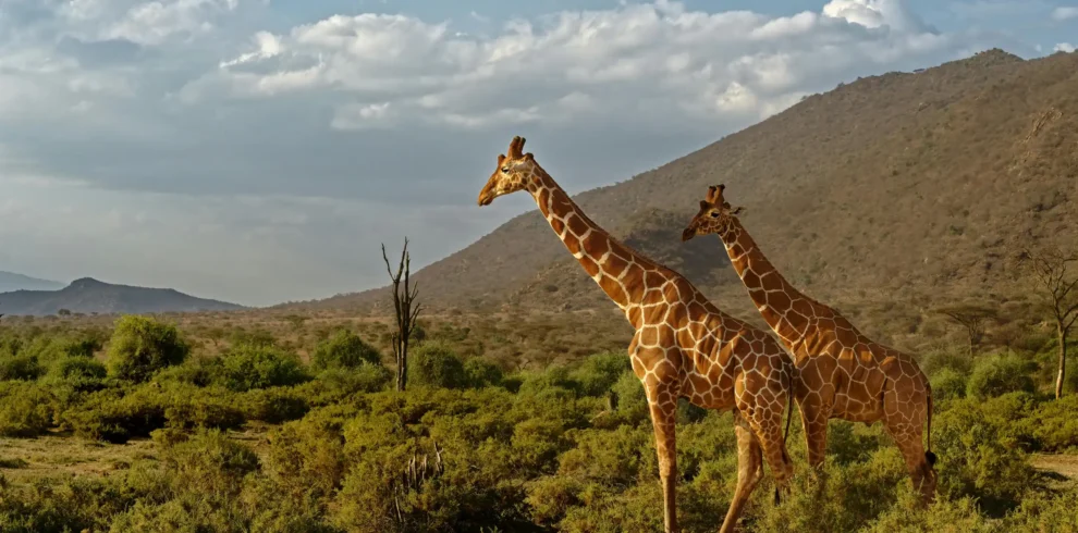 giraffes in amboseli national park