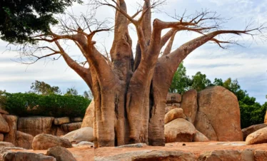 4 Day -Day Luxury Fly-In Serengeti Safari from Zanzibar | Ajala Safaris