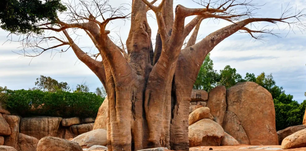 4 Day -Day Luxury Fly-In Serengeti Safari from Zanzibar | Ajala Safaris