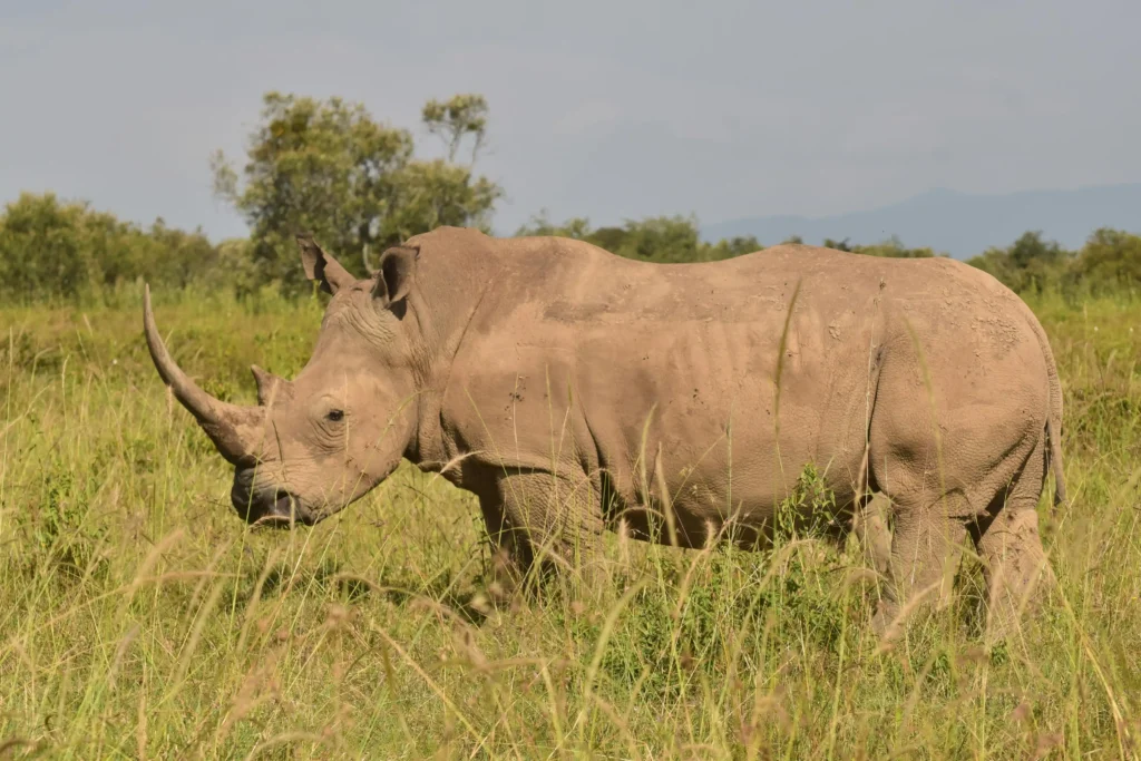 rhino at masai mara national park