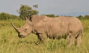 Sustainable 3-Day Ol Pejeta Conservancy (Sweetwaters Serena Camp)