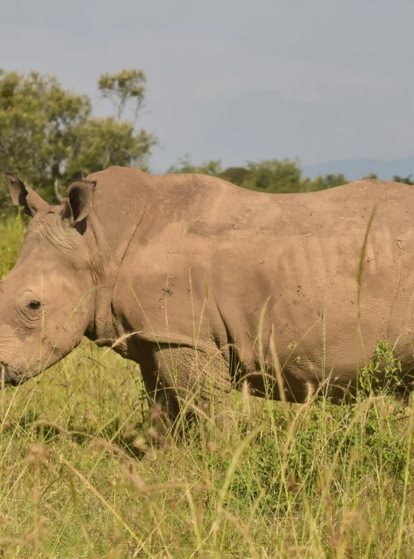 masai mara rhino