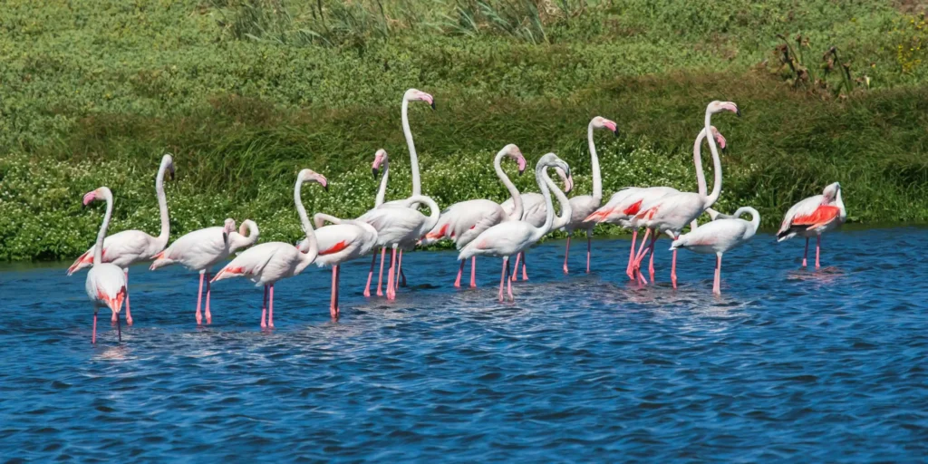 flamingoes in lake nakuru national park