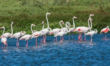 flamingoes in lake nakuru national park