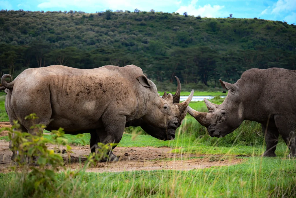 rhnos in lake nakuru national park
