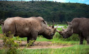 15-Day Lewa, Masai Mara & Diani Luxury Safari