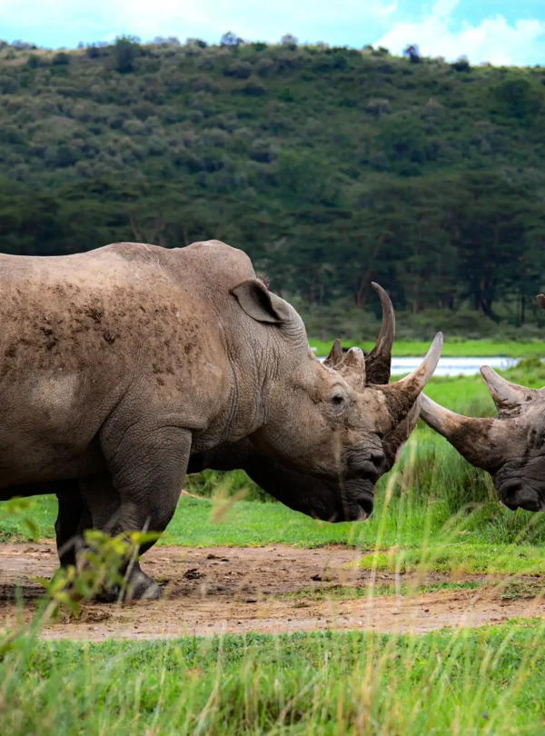 rhnos in lake nakuru national park