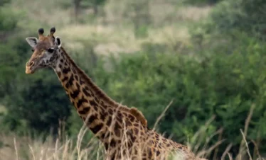 giraffe at nairobi national park