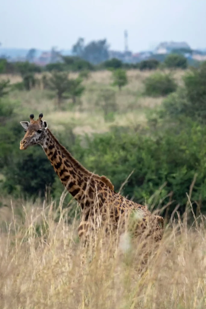 giraffe at nairobi national park