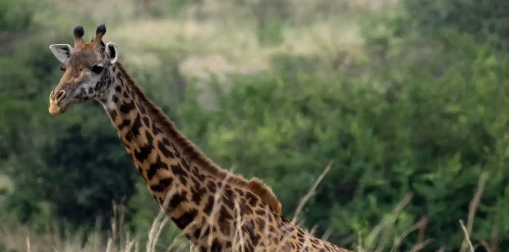giraffe at nairobi national park