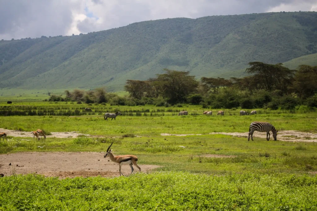Ngorongoro crater and conservancy
