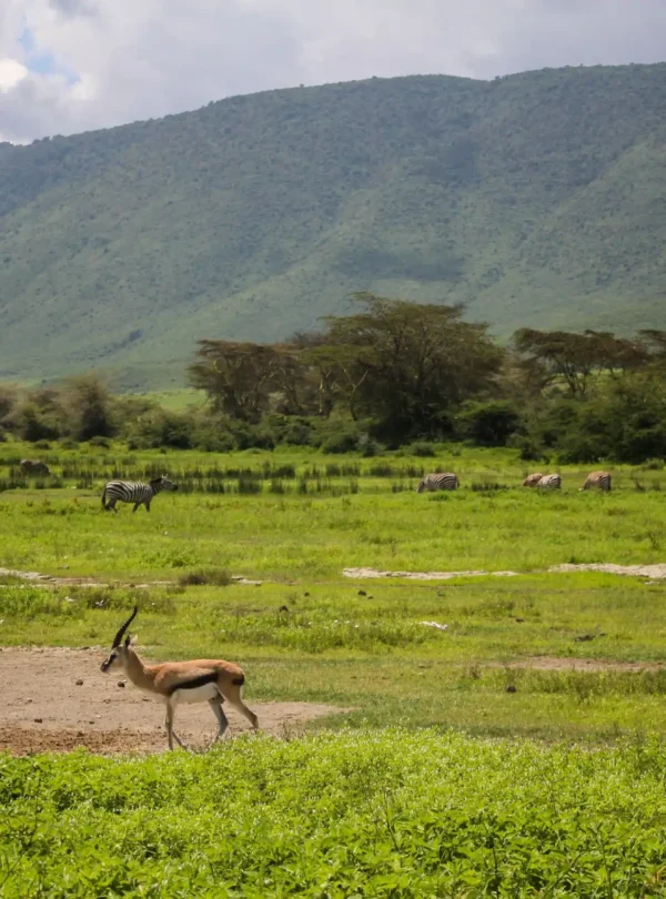 The Great Wildebeest Migration- Tanzania