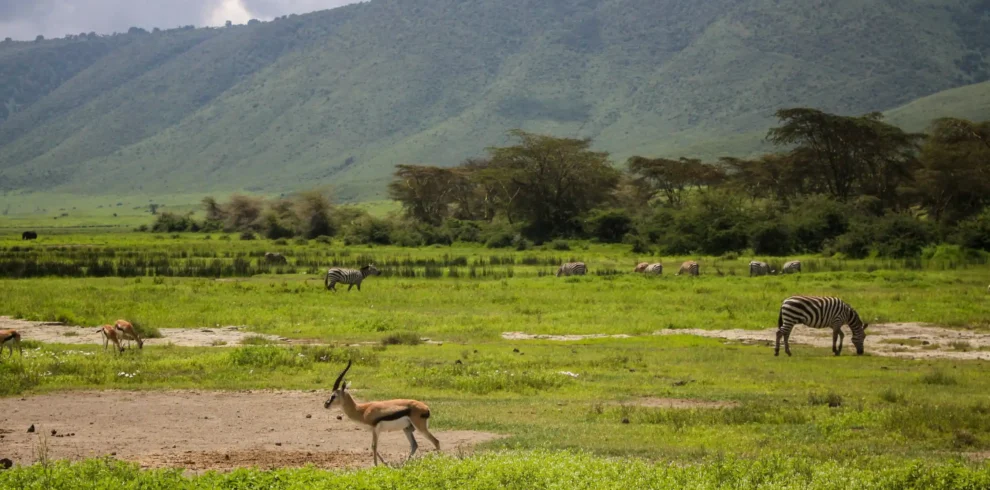 Ngorongoro crater and conservancy