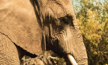 Luxury Tanzania Safari Itinerary