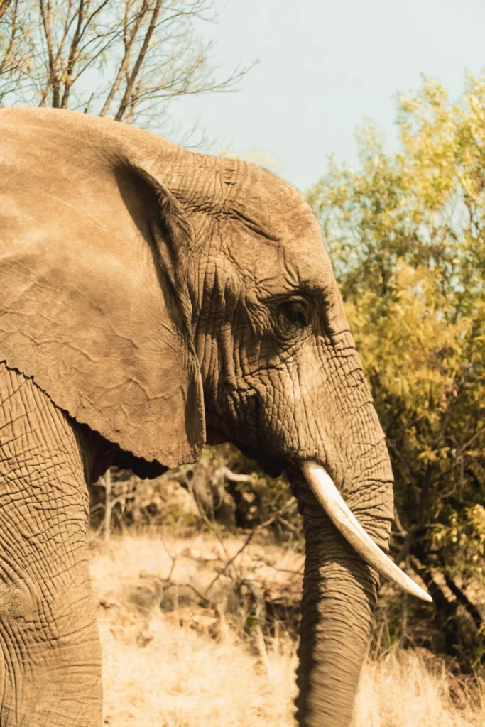 elephant in nairobi national park national park