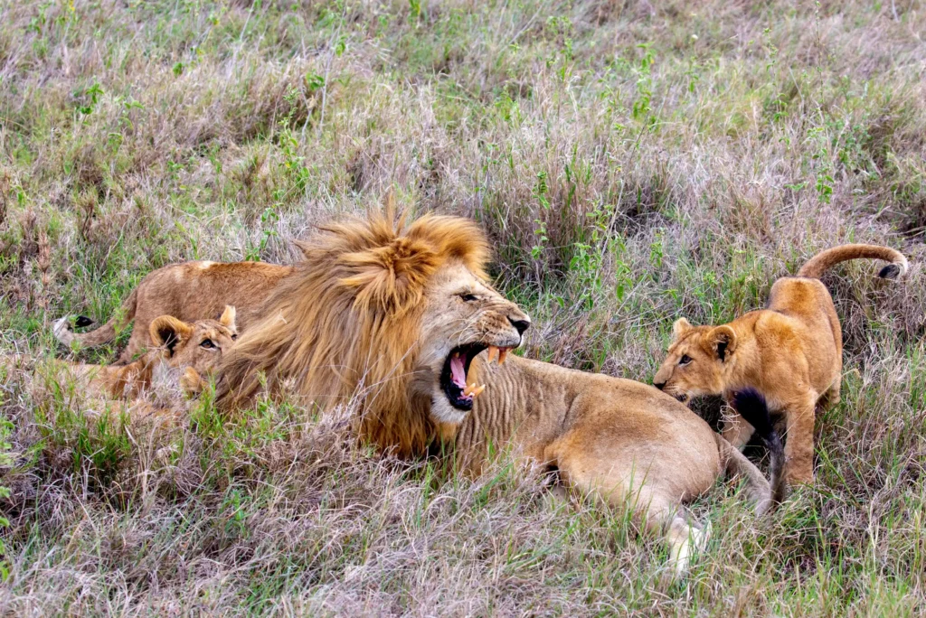 lion in masai mara
