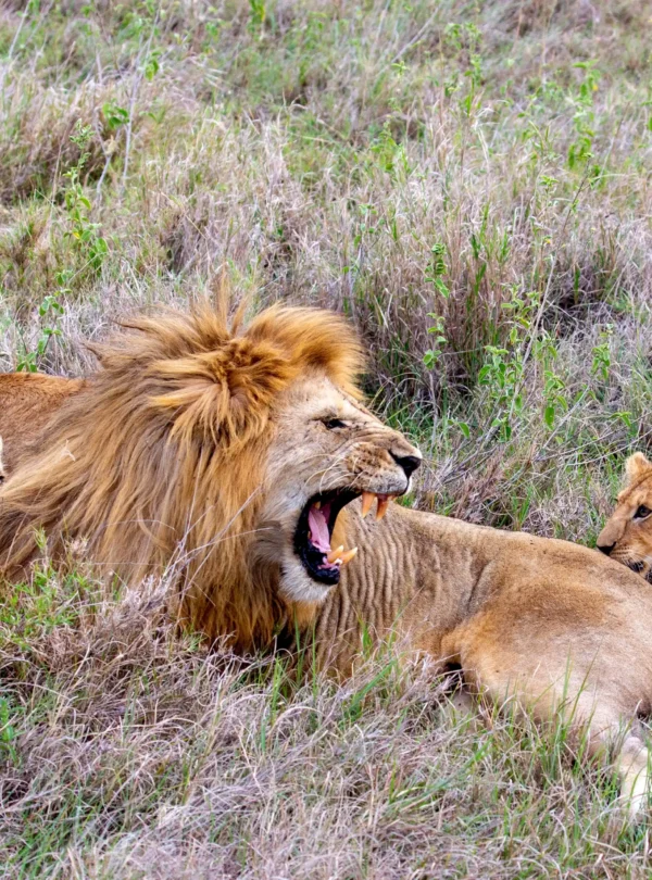 10 Days Tanzania Spectacular Luxury Safari