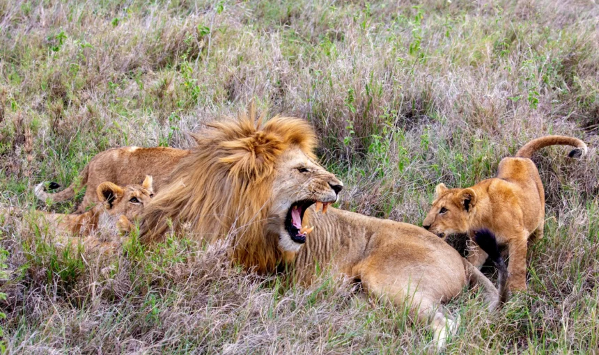 10 Reasons to Visit Masai Mara National Reserve in Kenya