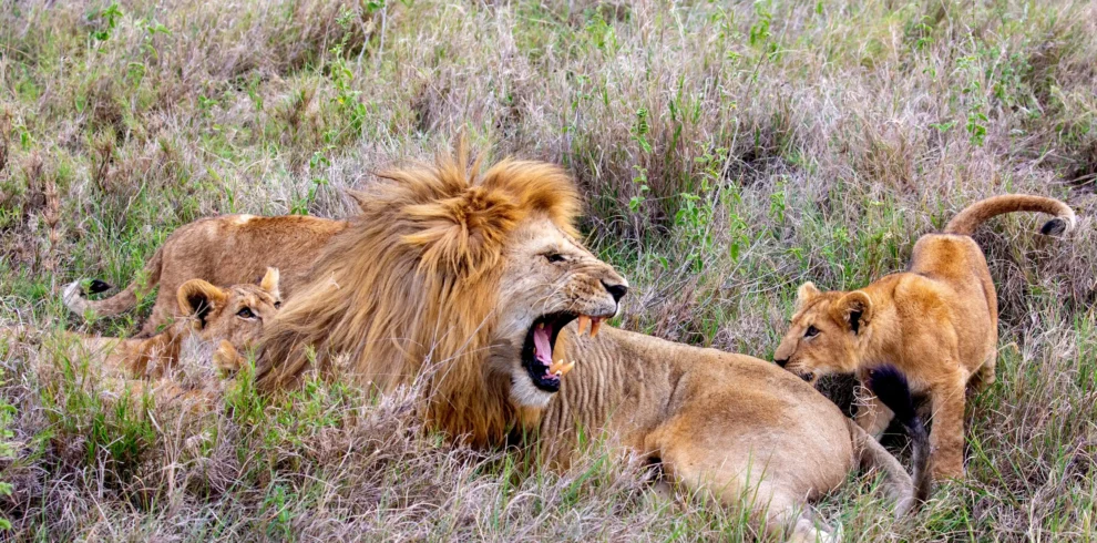 lion in masai mara