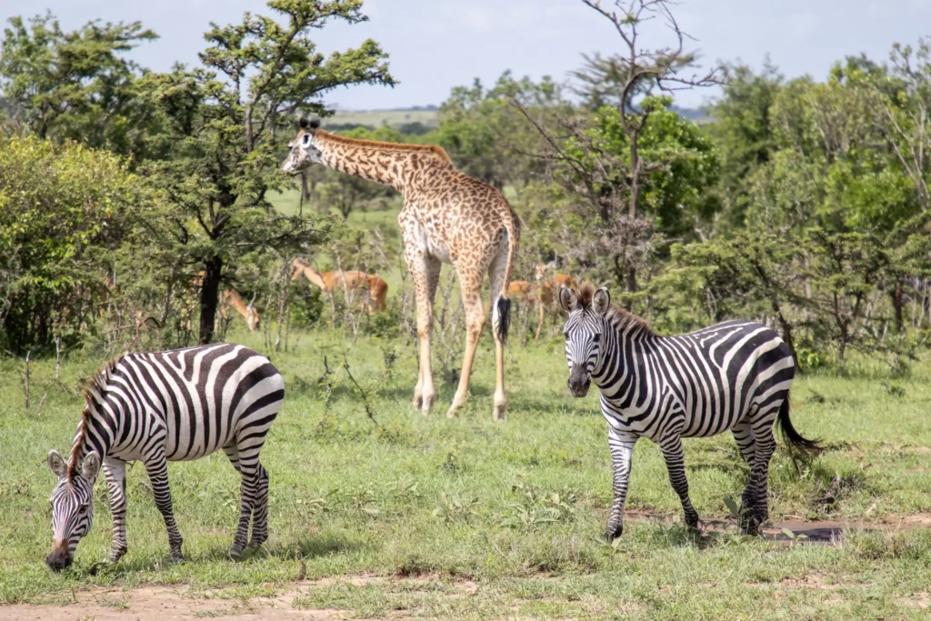 Luxury bush & beach honeymoon safari in Kenya