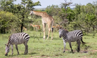 Luxury bush & beach honeymoon safari in Kenya
