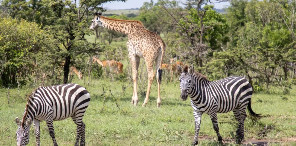 Luxury bush & beach honeymoon safari in Kenya