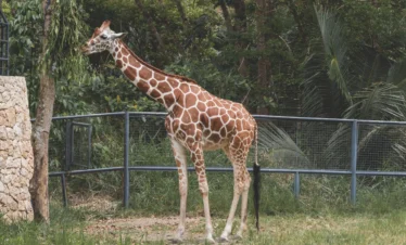 11 Days Luxury Bush & Beach Honeymoon Safari In Kenya