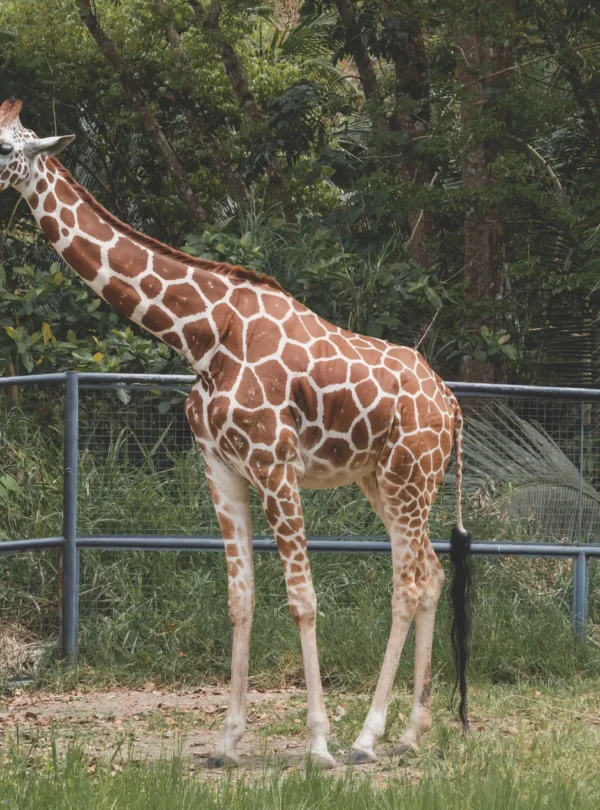 Majestic 3 Days Lake Nakuru National Park Safari