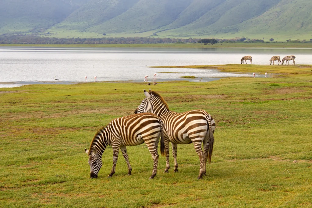 ngorongoro conservancy
