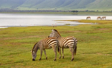 ngorongoro conservancy