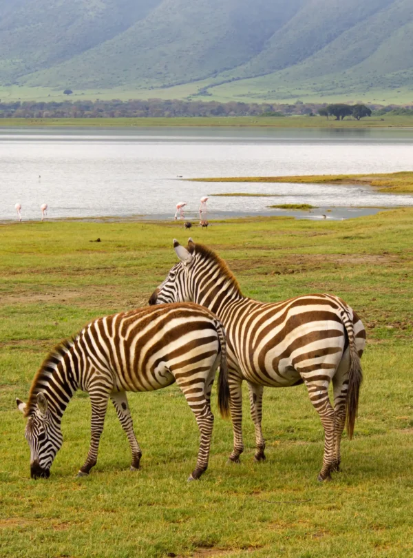 5-Day Luxury Fly-in Safari (Serengeti, Crater, Manyara)