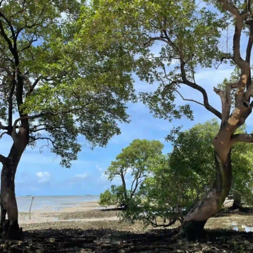 Luxury Tanzania Safari & Zanzibar Beach Holiday