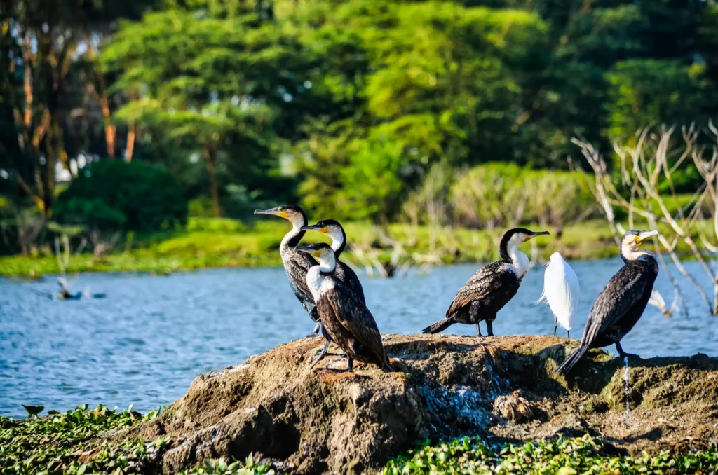 bird species at lake nakuru national park