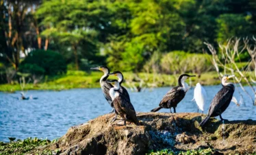 4 Days Lake Nakuru Sopa Lodge Safari