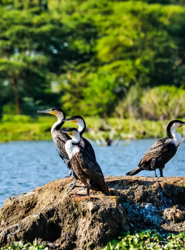 bird species at lake nakuru national park
