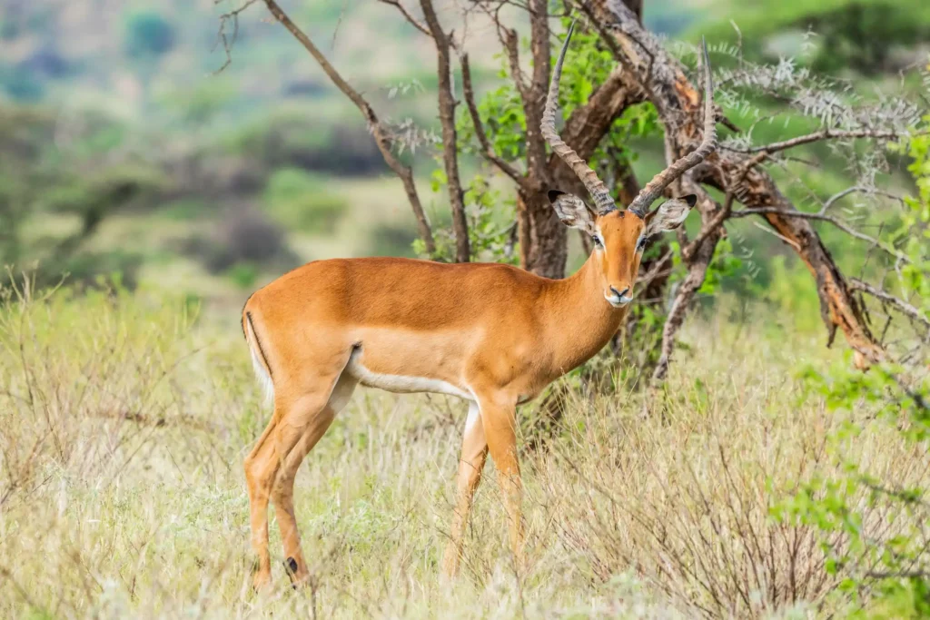 samburu national reserve