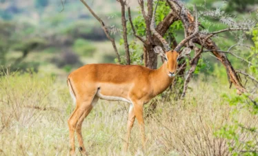 samburu national reserve
