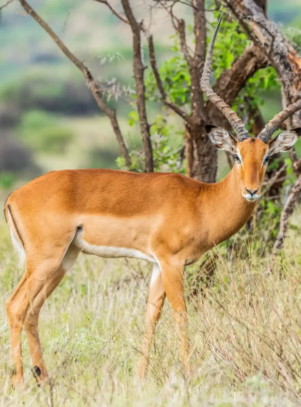 Epic 3 Days Tsavo West National Park Safari from Nairobi by Train