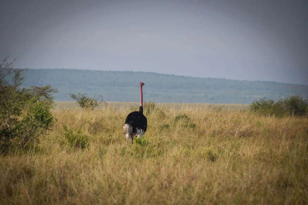 4-Day Luxury Tanzania Fly-In Safari