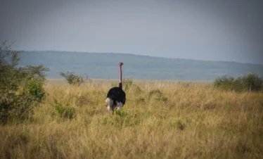 4-Day Luxury Tanzania Fly-In Safari