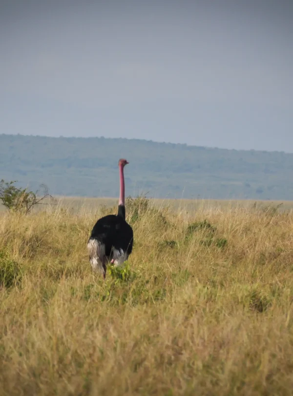 ostrich in masai mara national park