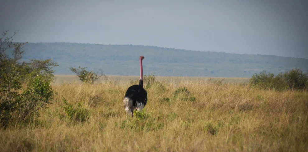4-Day Luxury Tanzania Fly-In Safari