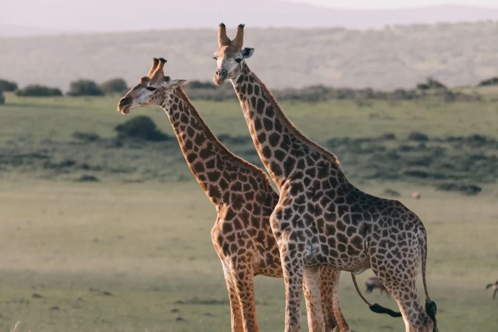 Luxury bush & beach honeymoon safari in Kenya