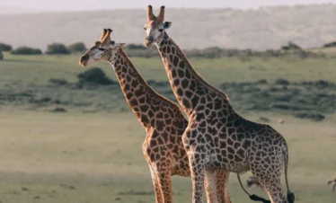 11-Day Luxury Tanzania Wildebeest Migration Safari